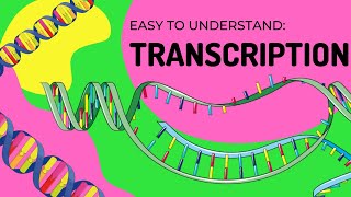 Protein Synthesis | Transcription