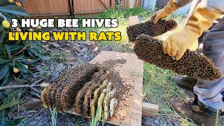 Evicting the Rats, Saving the Bees: Extreme Shed Rescue | Part 1