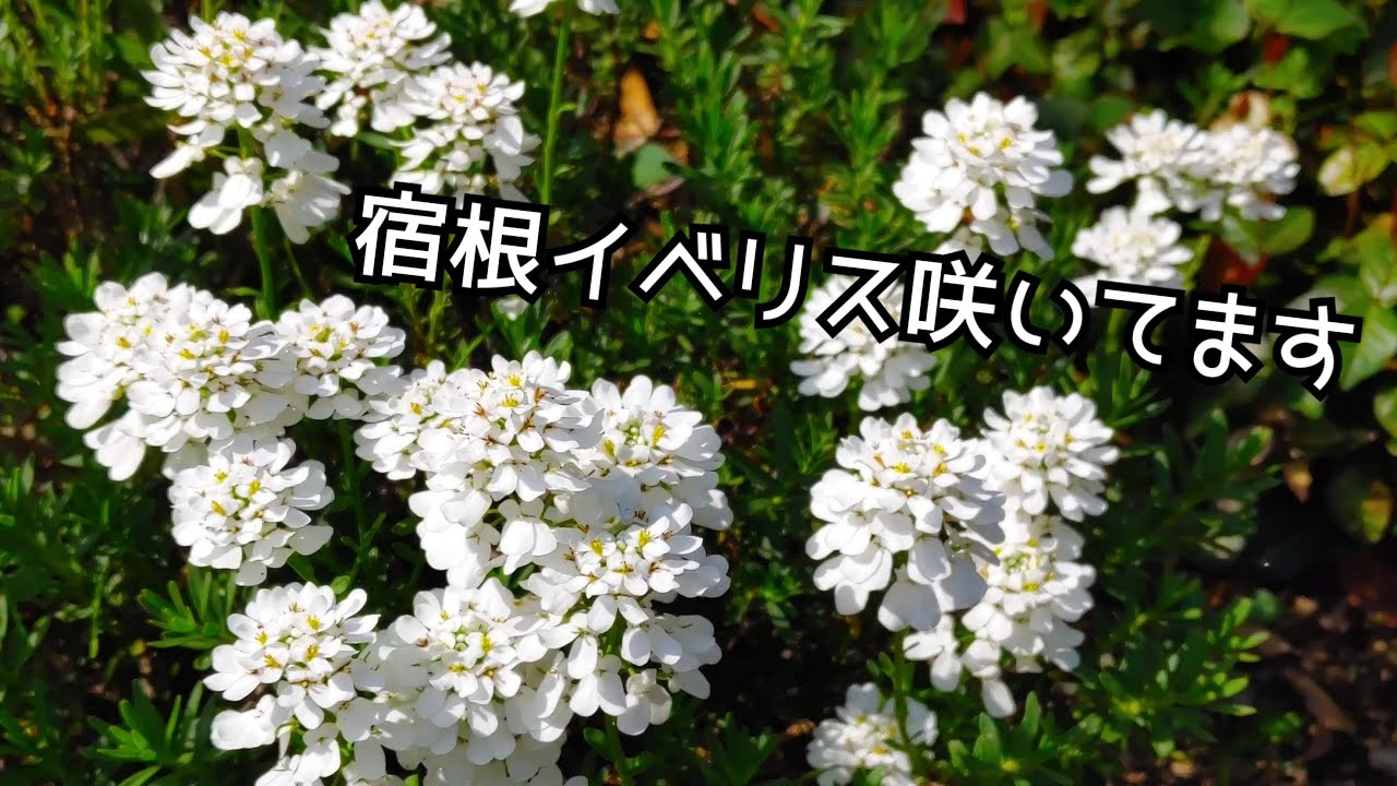 0423 宿根イベリス咲きはじめ 挿し芽定植 ちょっとハツユキカズラ Youtube