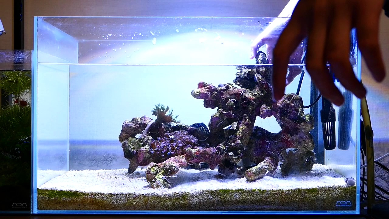 盆栽型海水水槽レイアウト水槽リセット No1 Youtube