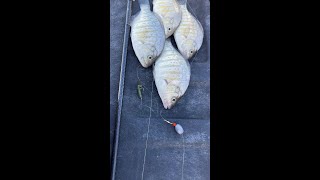 How to setup the Carolina Rig For Barred Surf Perch