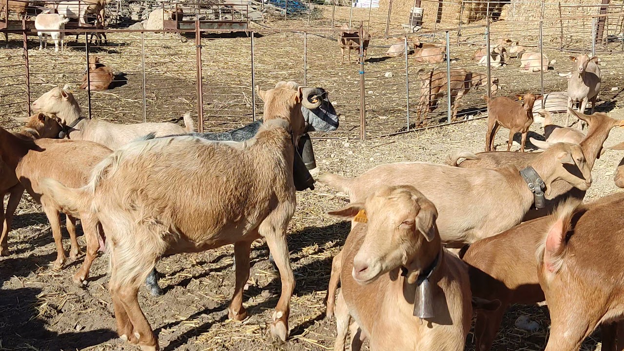 cabra malagueña 23 de noviembre 2021