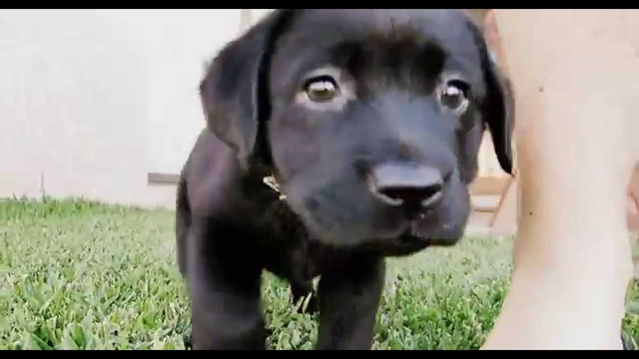 8 Week Old Black Lab Arriving Home YouTube 8-week-old-black-lab-arriving-home-youtube