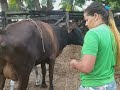 Tirando leite de vaca 🐄 / tirando leite na maõ /vida na roça Morandonaroça