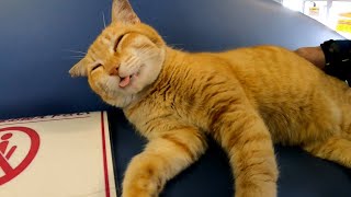 切符売り場に行くと猫が寝ていて癒やされる