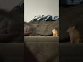 #funny #giveaway
