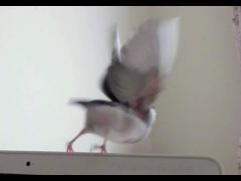 飛び立つ文鳥の瞬間 文鳥動画 Java Sparrow movie