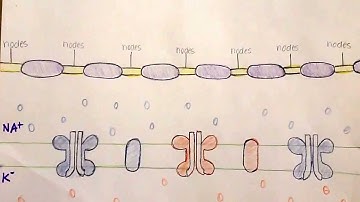 Propagation of an action potential down an axon of a neuron