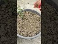 🌿 growing healthy organic veggies - easy to grow. 🍃🍃
