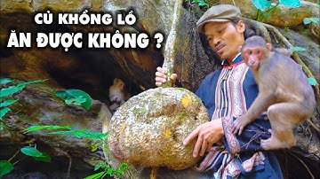 BẮT GẶP LOẠI CỦ KHỔNG LỒ NHIỀU CÔNG DỤNG ÍT NGƯỜI BIẾT | Già Làng Tây Nguyên