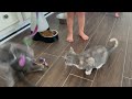 Willow's babies 1