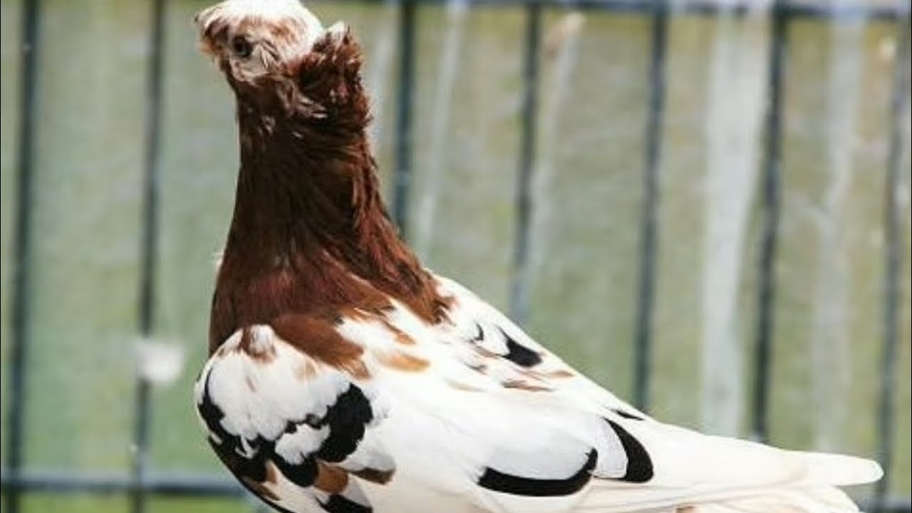 20.Aprel Чорсу каптар бозори