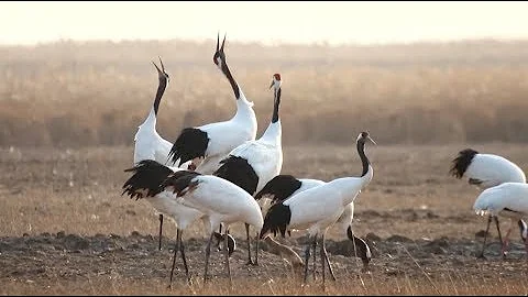 Over 500 Red-crowned Cranes Arrive in East China Wetlands for Winter - DayDayNews