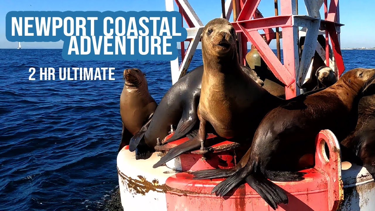 Newport Coastal Adventure: January 2 Hour Ultimate Trip