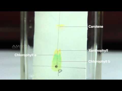 Separation of Pigments from the Extract of Spinach Leaves by Paper Chromatography - MeitY OLabs