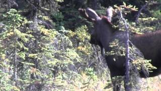 Roadside Moose