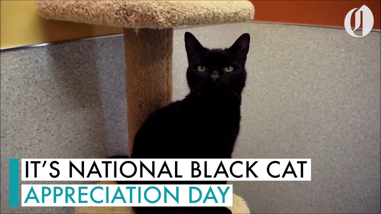 Check out these cute black cats you can adopt on national Black Cat