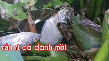 Rắn Ri Cá Có Dể Nuôi Không Có Dể Ăn Mồi Không