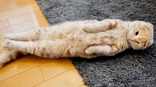 寝起きなのに喧嘩を売りまくる子猫が可愛すぎた。【マンチカン】