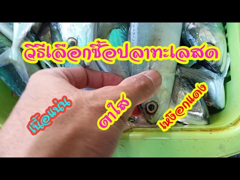 วิธีการเลือกซื้อปลาทะเลสด(ปลาทู)