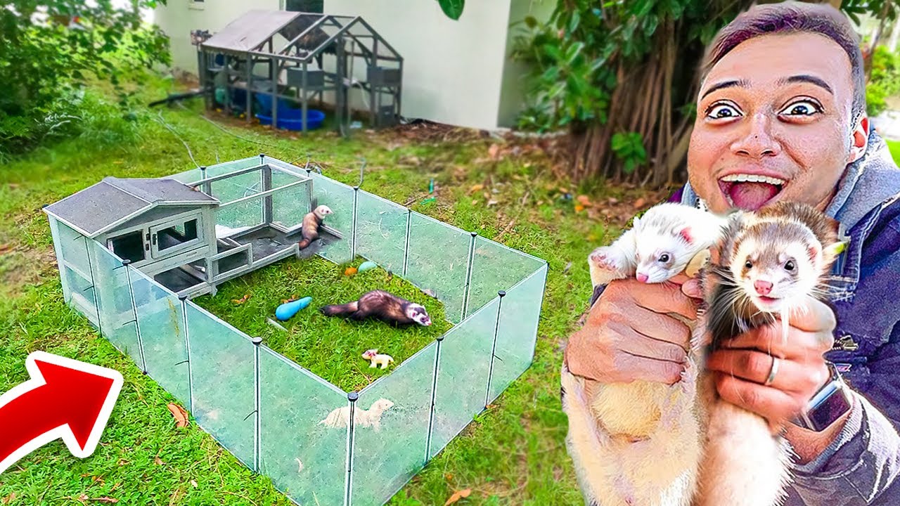 NOVA CASA para meus FURÕES BRINCAR EMBAIXO da ÁRVORE GIGANTE