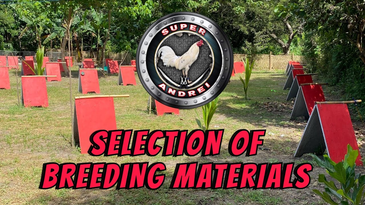 Farm Update Selection Of Breeding Materials YouTube Farm Update Selection Of Breeding Materials YouTube