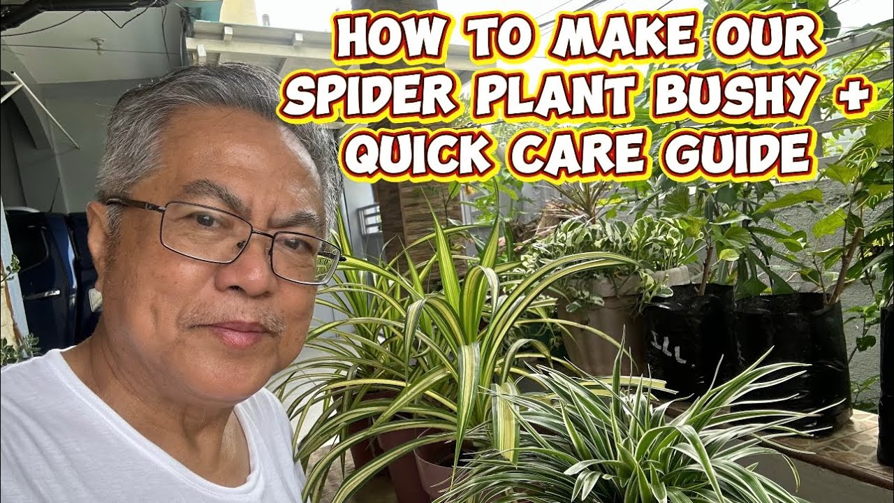 How to make our #spiderplant bushy plus quick guide and care