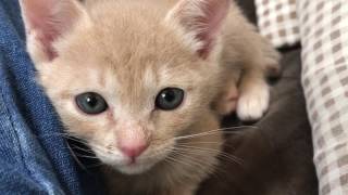 Cute kitten tries to get spoiled as she first wakes up.