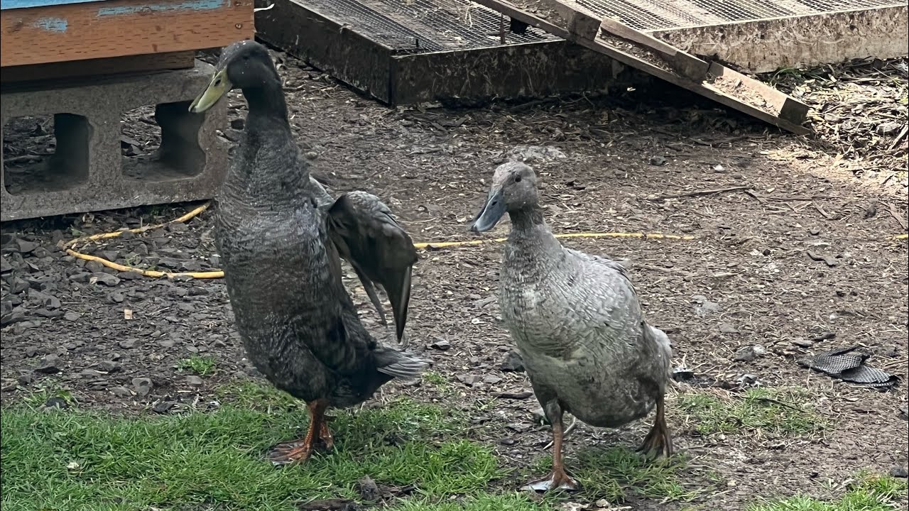 We found Runner Duck eggs