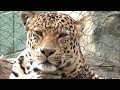 winking at a LEOPARD in Las Vegas