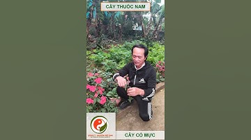 cây cỏ mực trị bệnh gì cây thuốc nam