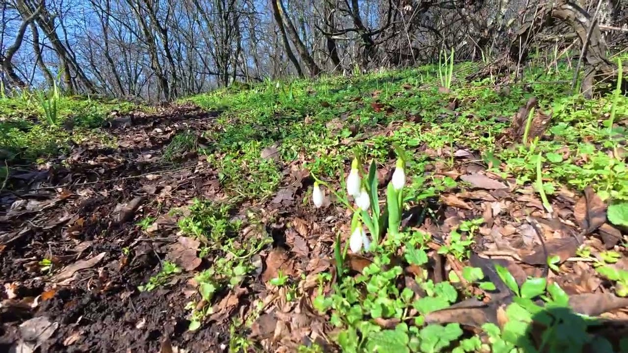 La ghiocei  14-feb-2026