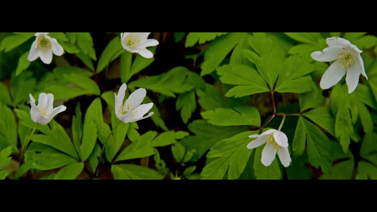 Spring in Polish forest