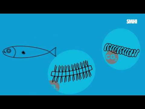 Video: T4-gener I Det Marina Ekosystemet: Studier Av De T4-liknande Cyanofagerna Och Deras Roll I Marin Ekologi