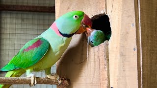 A Parrot Feeding It's Two Little Babies | Baby Parrots | Parrot Nest - Alexandrine baby