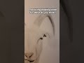 White fur practice. #drawing #goat #art #artist #practice