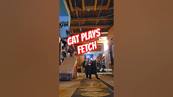 Watch the video about Funniest, Cat plays fetch #cat #funny