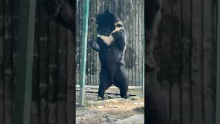 Wild bear himalayan black bear in zoo eating#wildlife #bear #fun #viralshorts