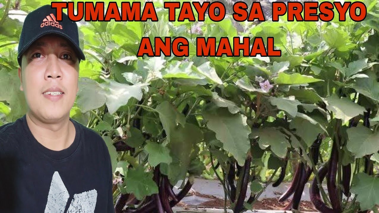 Tumama tayo sa Presyo ng talong Sobrang mahl ng presyo ngayon 70 ang kilo kuha sa atin...Tiyaga muna
