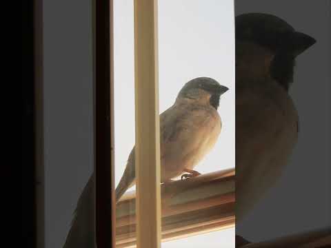 عصفور مغرد منبه طبيعي للاستيقاظ من النوم صباحا Birds