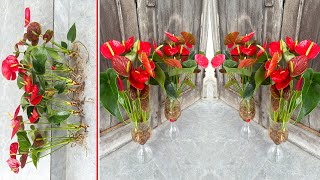 Full way of Growing Aquatic Anthurium flowes. Relax with beautiful balcony flower garden