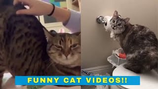 Cute and Funny Cats - Cats Being Cats by Cheekcheeks 6,156 views 2 years ago 11 minutes, 34 seconds