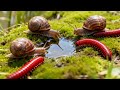 Cross-Species Love: The Secret Life of a Millipede and His Best Frien #AnimalBond #NatureWonders