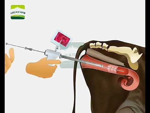 How the artificial insemination gun for cattle works