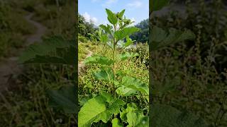 क्या आपने कभी Greater burdock के बारे में सुना है #youtubeshorts #shorts #educationalvideo