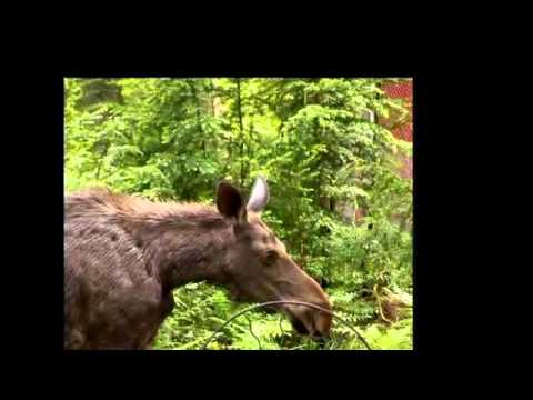11208 Coeur D'alene River Rd, Kingston, ID home video tour