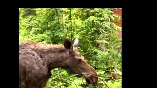 11208 Coeur D'alene River Rd video tour