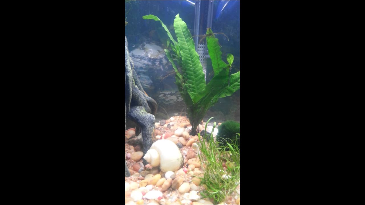 20 gallon with 24