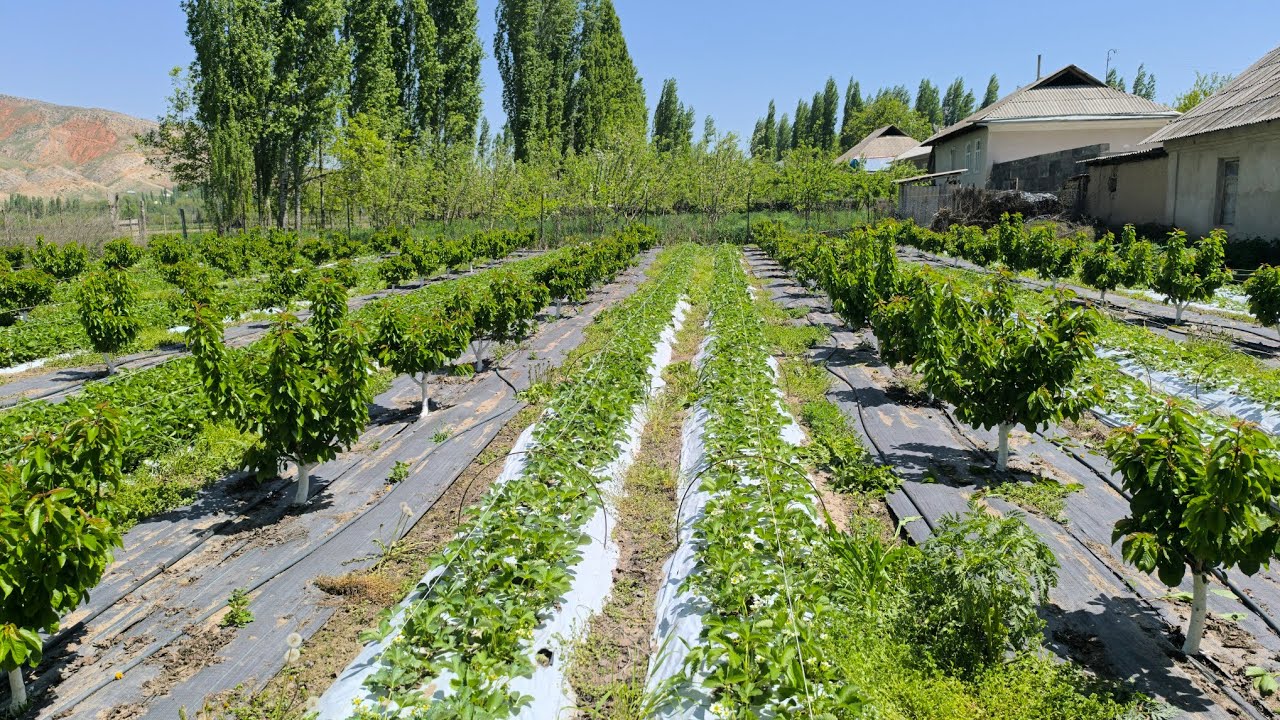 Жашыл бутоо эмне максатта кылынат