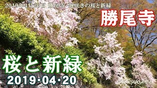 勝尾寺 遅咲きの桜と新緑 19 4k Youtube 勝尾寺 遅咲きの桜と新緑 19 4k Youtube